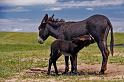 128 custer state park, burro